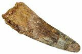 Fossil Spinosaurus Tooth - Real Dinosaur Tooth #344899-1